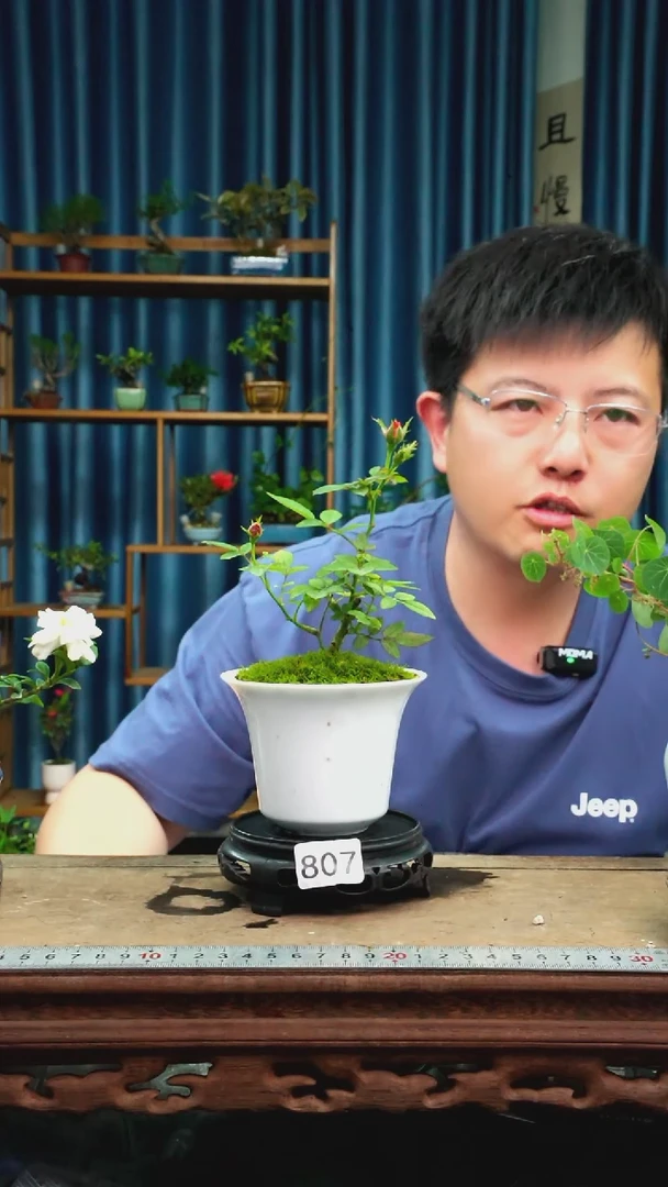 无花朵苔藓微景观807号