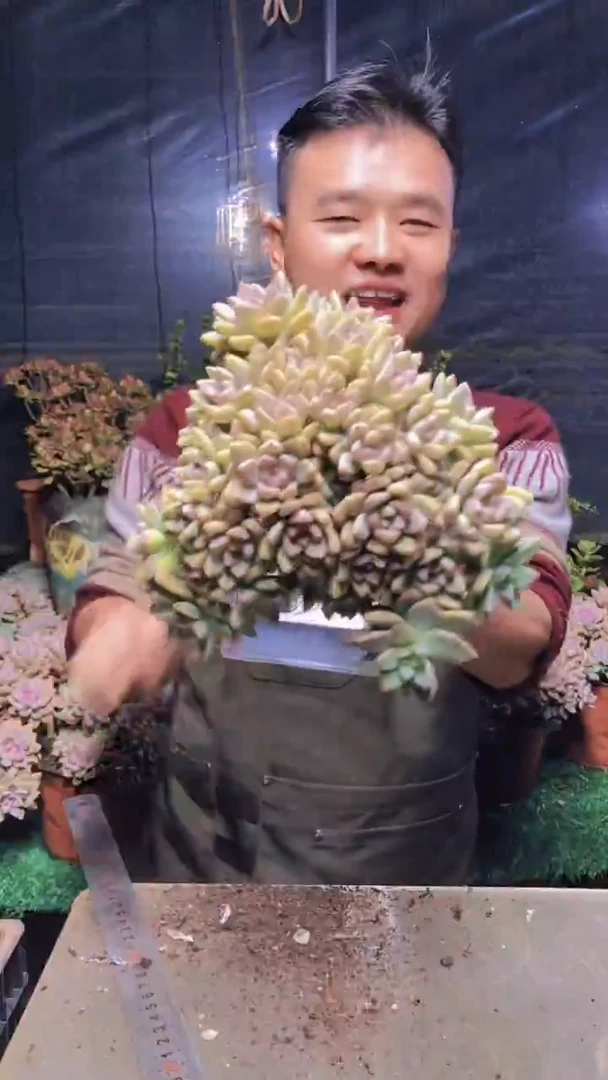 121淡雪缀化一物一拍