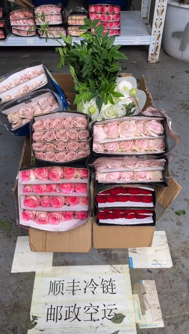 艾沙+卡布+曼塔+高原红+粉红+白桔梗800克+九星叶