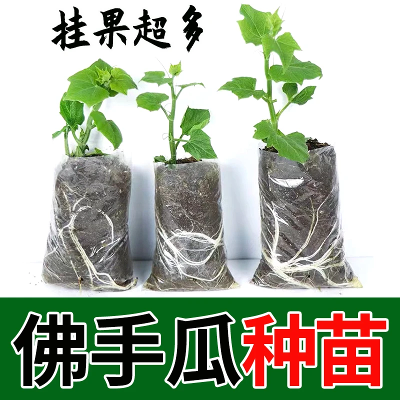 佛手瓜种籽种孑子种瓜苗扶手四季盆栽龙须菜番茄辣椒黄瓜韭菜苗秧