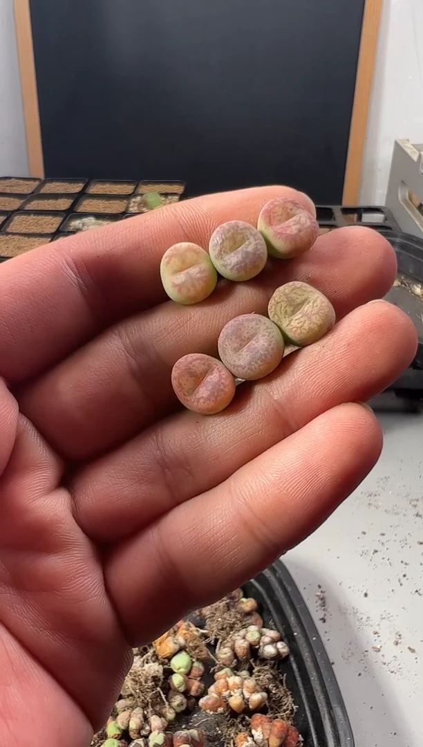 一物一拍     默认微瑕   --56