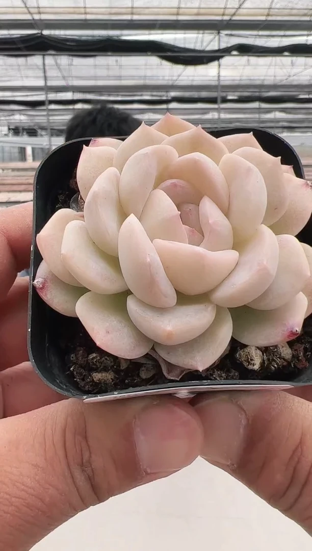 【闪购商品】福利-15