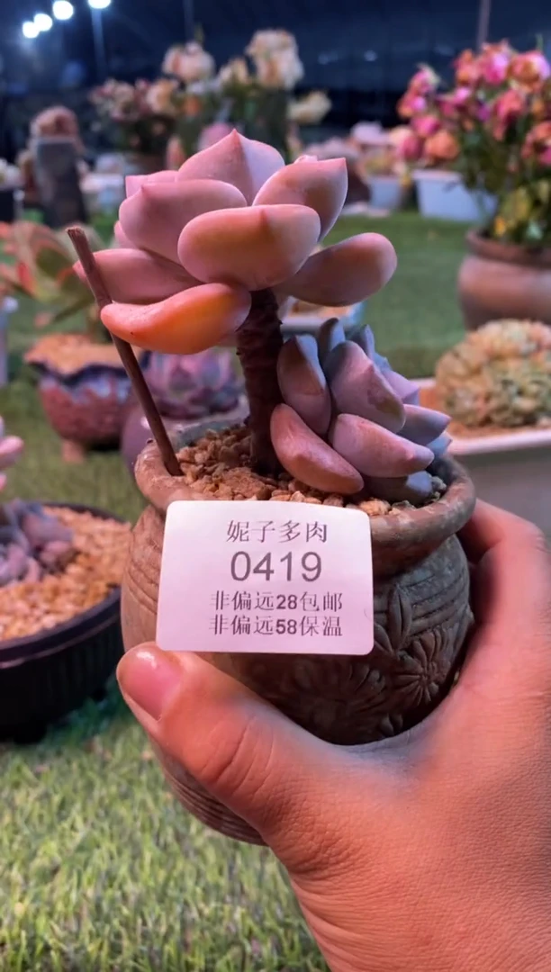 0419aa（满28包邮发货）