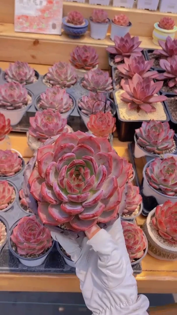 A382-母本夜魔侠10cm脱土发（量拍