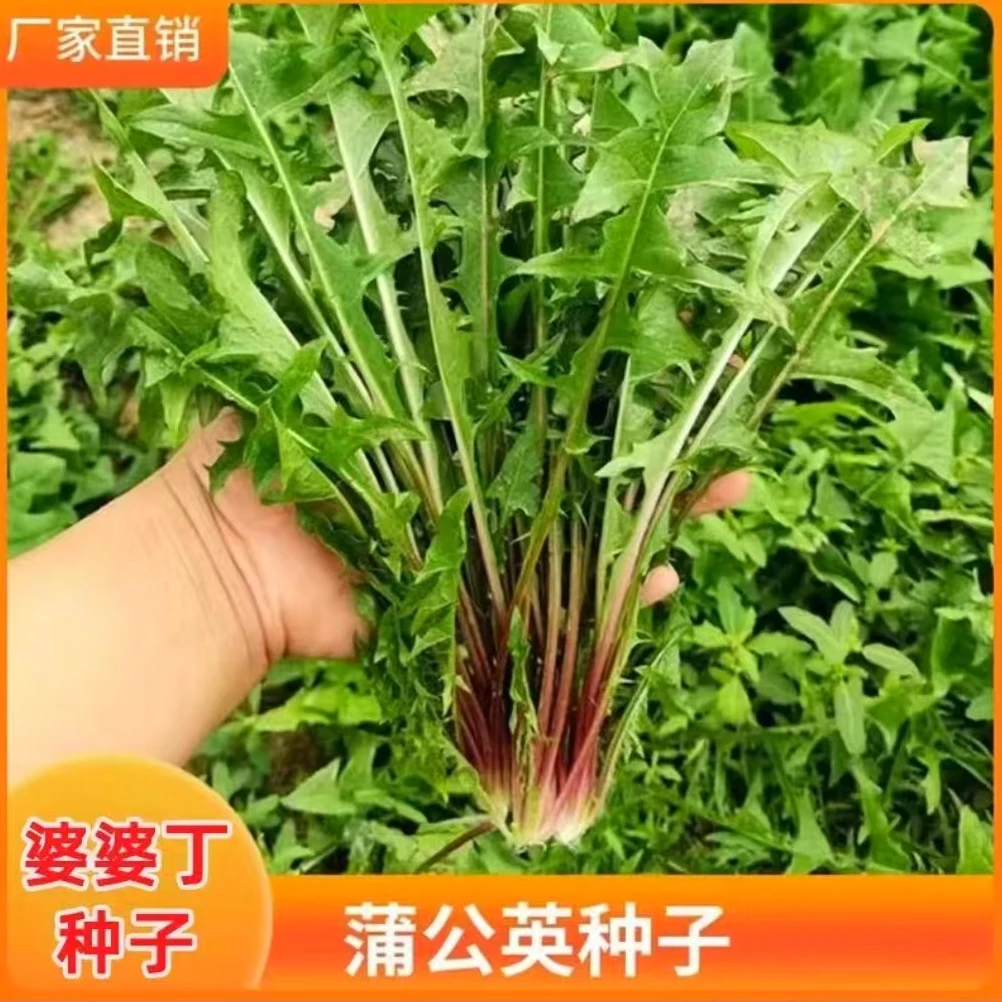 蒲公英种子婆婆丁种子野菜种子多年生阳台小院播种露地