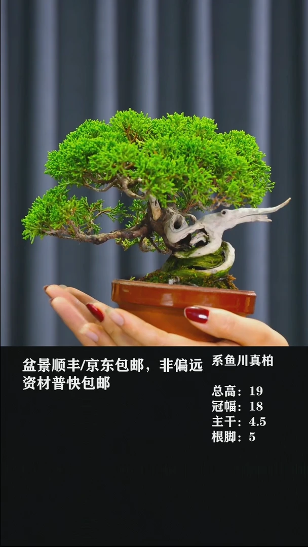 无花朵清****随系鱼川真柏-276