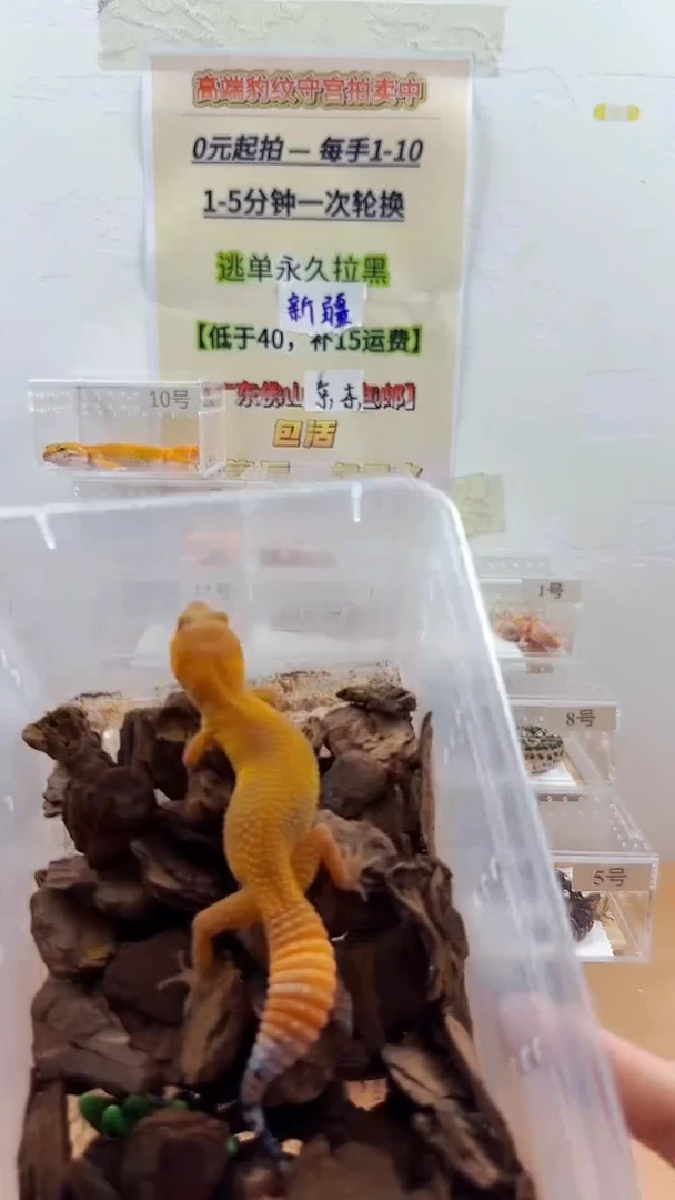 豹纹守宫豹纹守宫幼苗亚成体成体肥尾