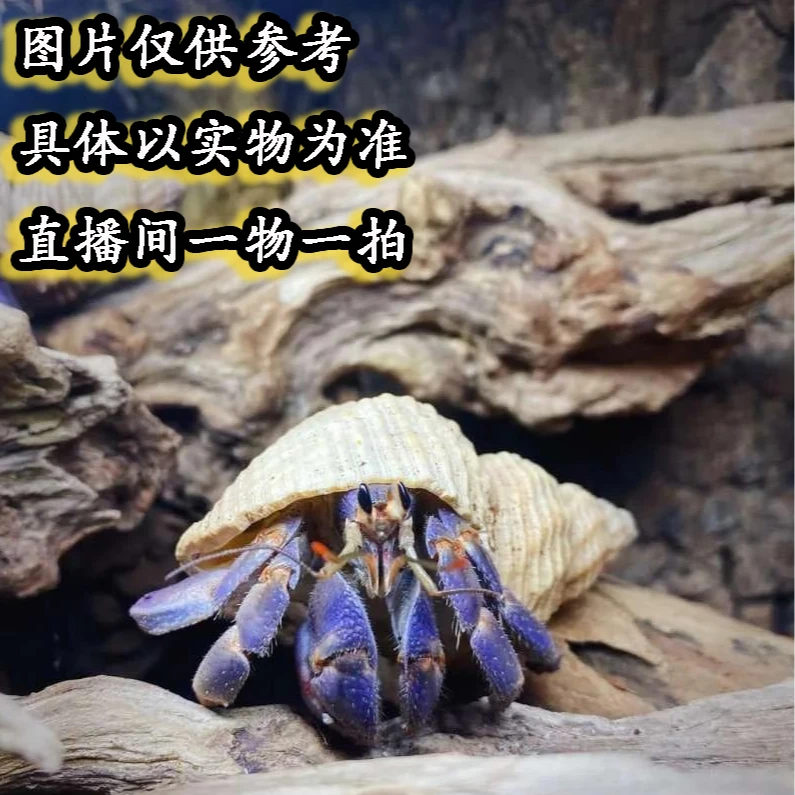 寄居蟹陆生蟹懒人宠物豆丁西伯灰白虎纹萌宠短碗彩灰白里拉