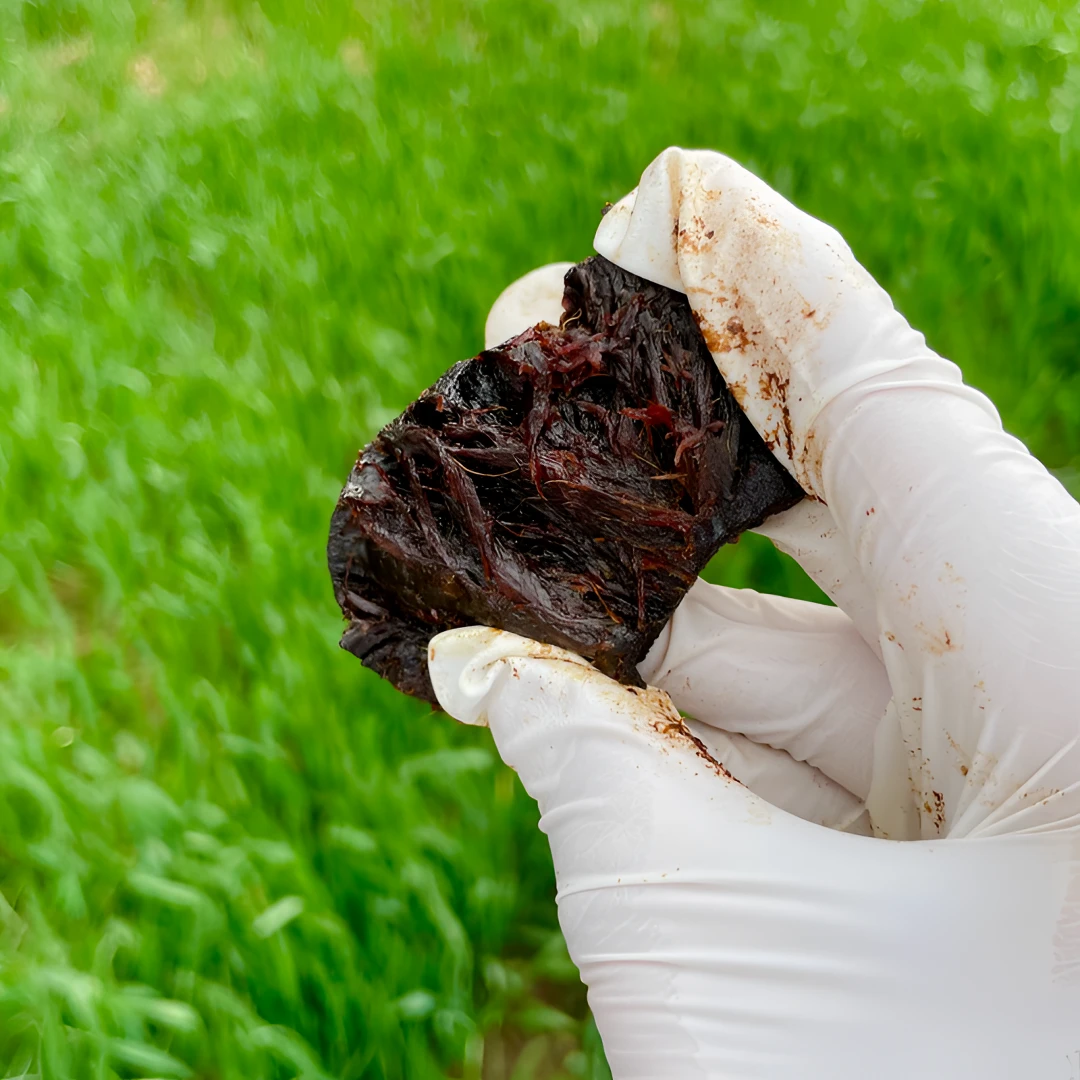 九华山特产 九蒸九晒 仙人余粮  姜型多花系列 独立包装 开袋即食