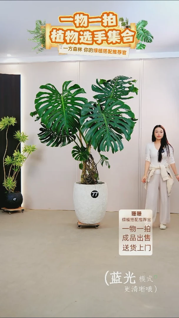 无花朵宇*龟背竹单树原盆送货上门