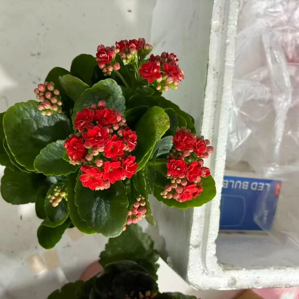 长寿花～阿玛朵】打过顶的）拍1个送2棵小苗