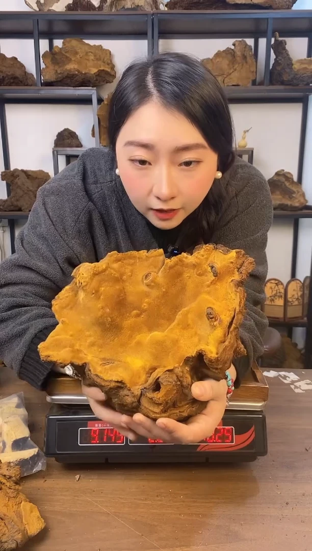 藏区野生松针层孔菌