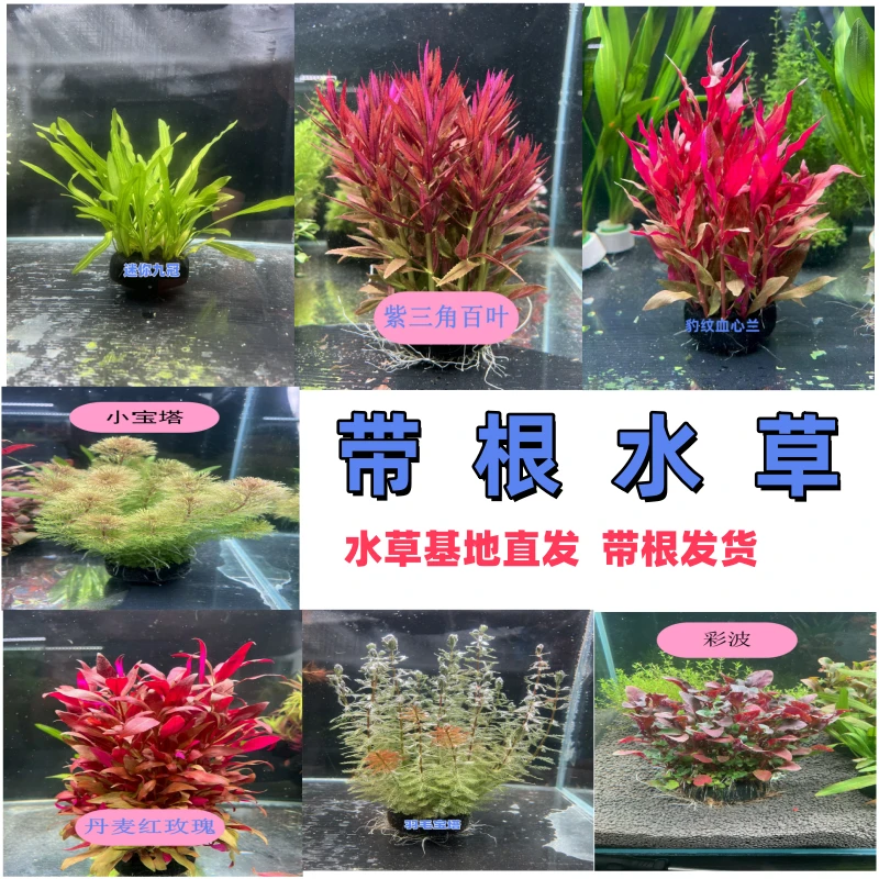 《拍3送1》阴性水草免种植坨草阴性水草鱼缸专用水草