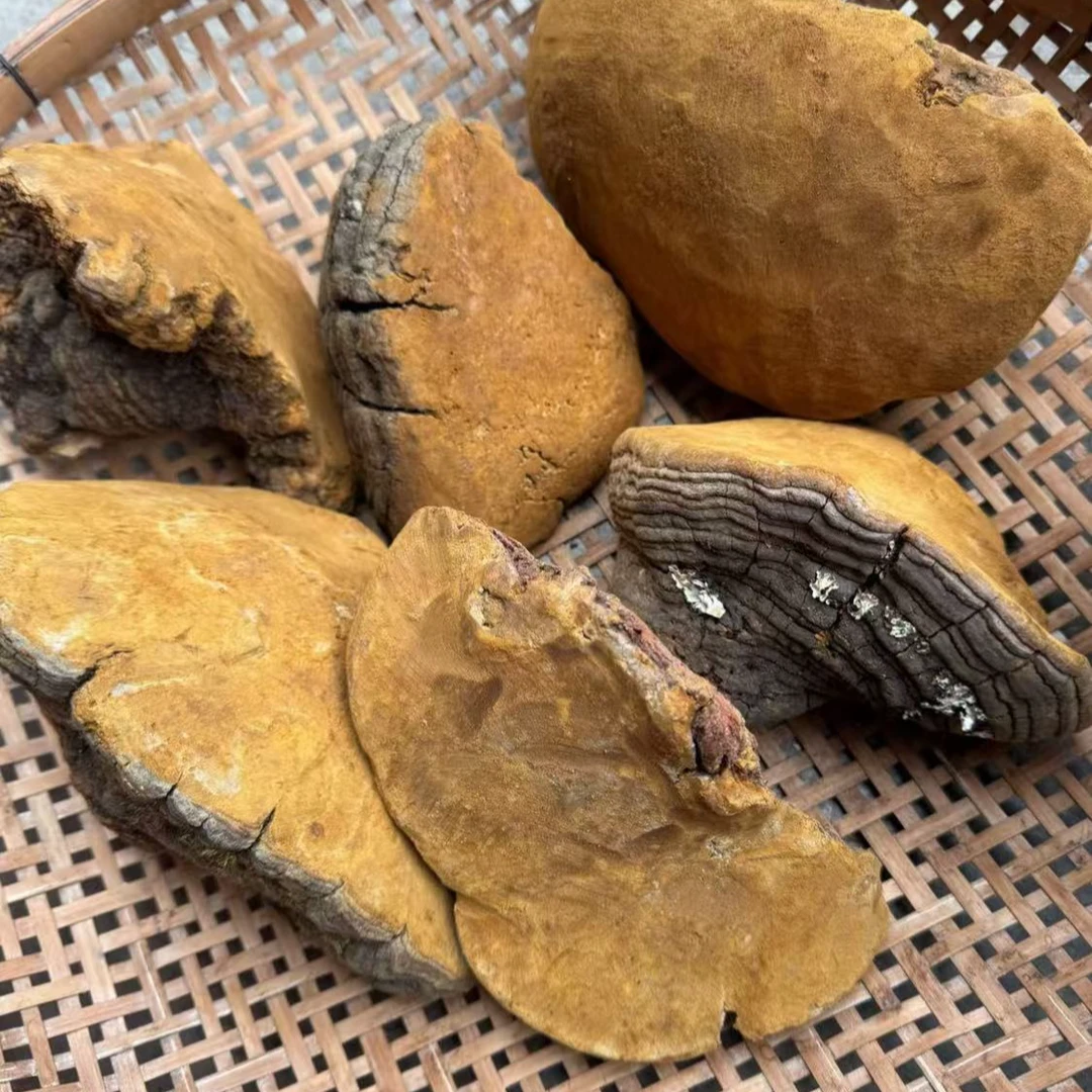 森林黄金【阿强收皮】长白山荒野桑黄  100g 拍一发五