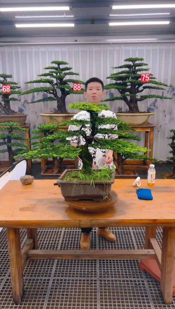 无花朵青****飘精品盆景直播间一物一拍