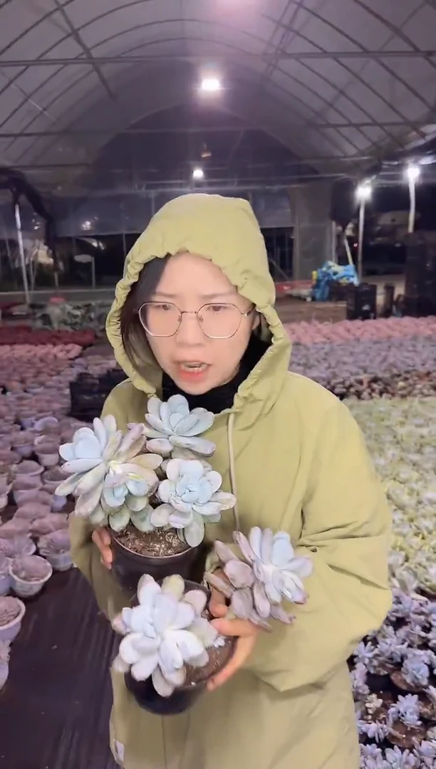 双头起雪美人2颗4.99