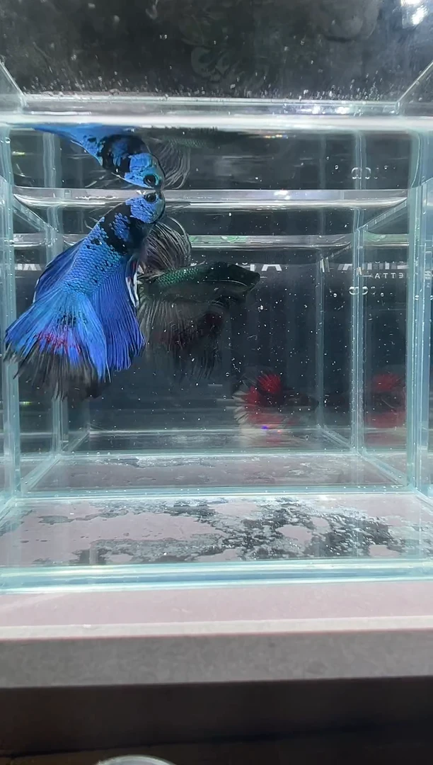 斗鱼知默精品印尼斗鱼