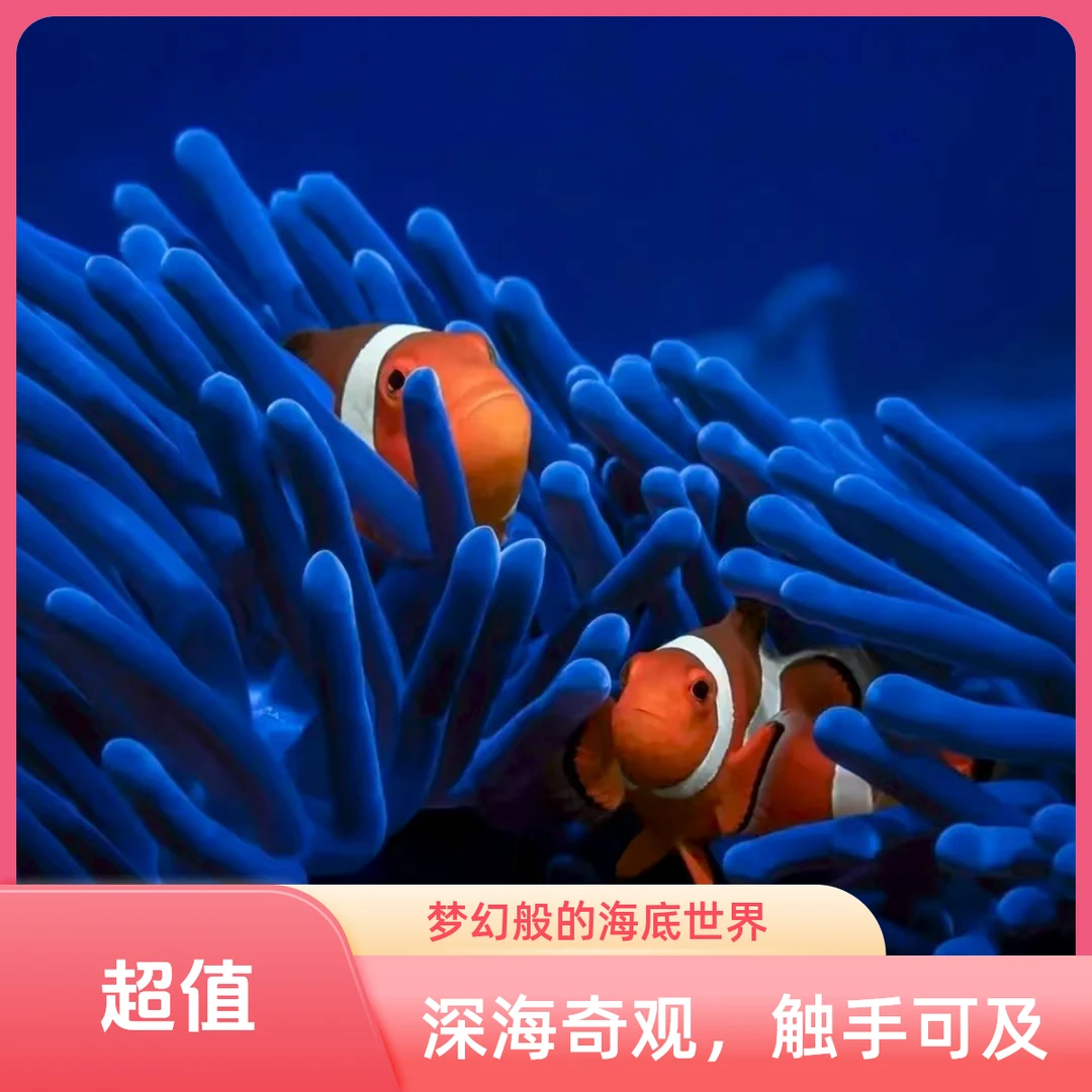 人工饲养可爱小丑鱼海水观赏鱼活体耐活好养耐活