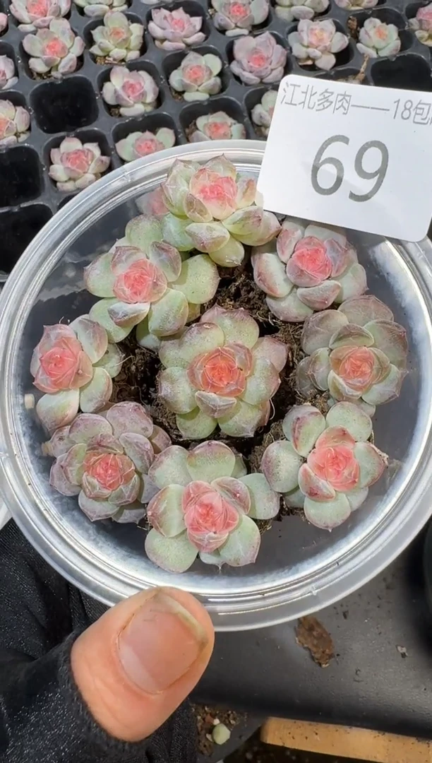 69号到手1框-量拍