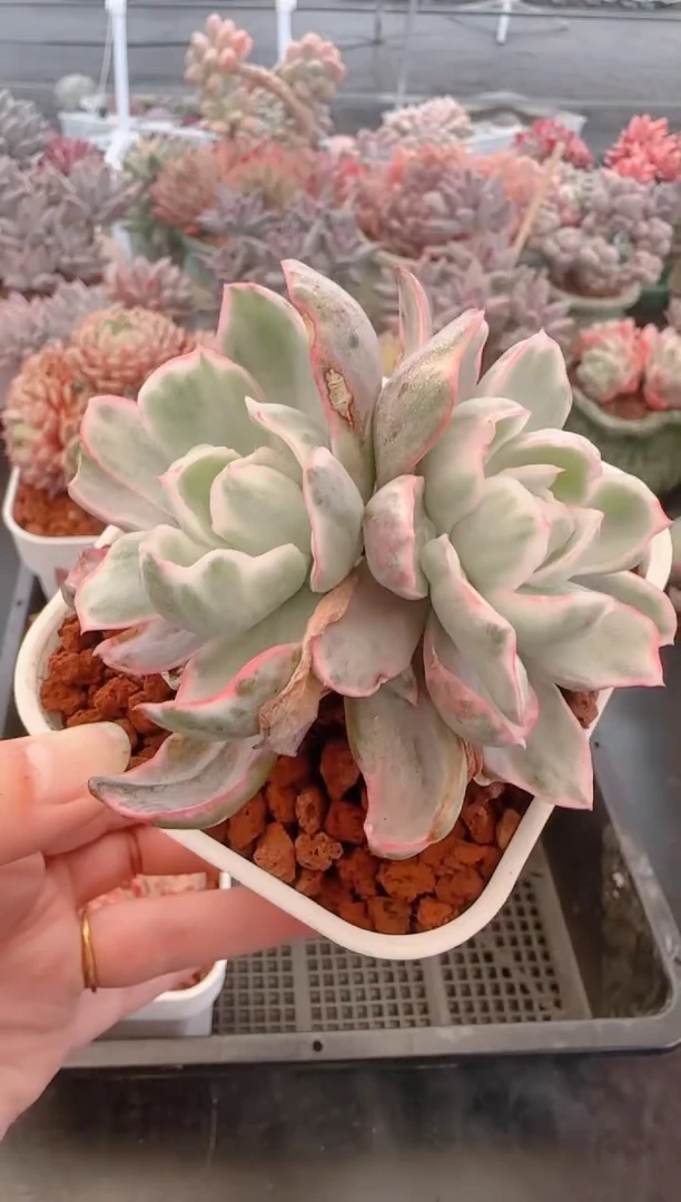 【闪购商品】7821.