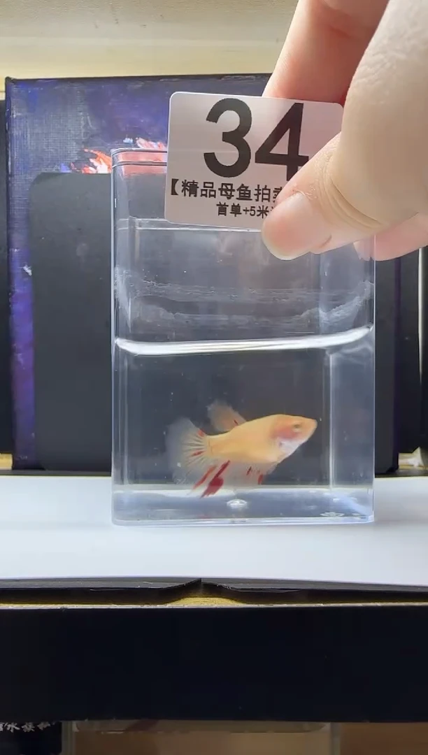 斗鱼母鱼编号：34