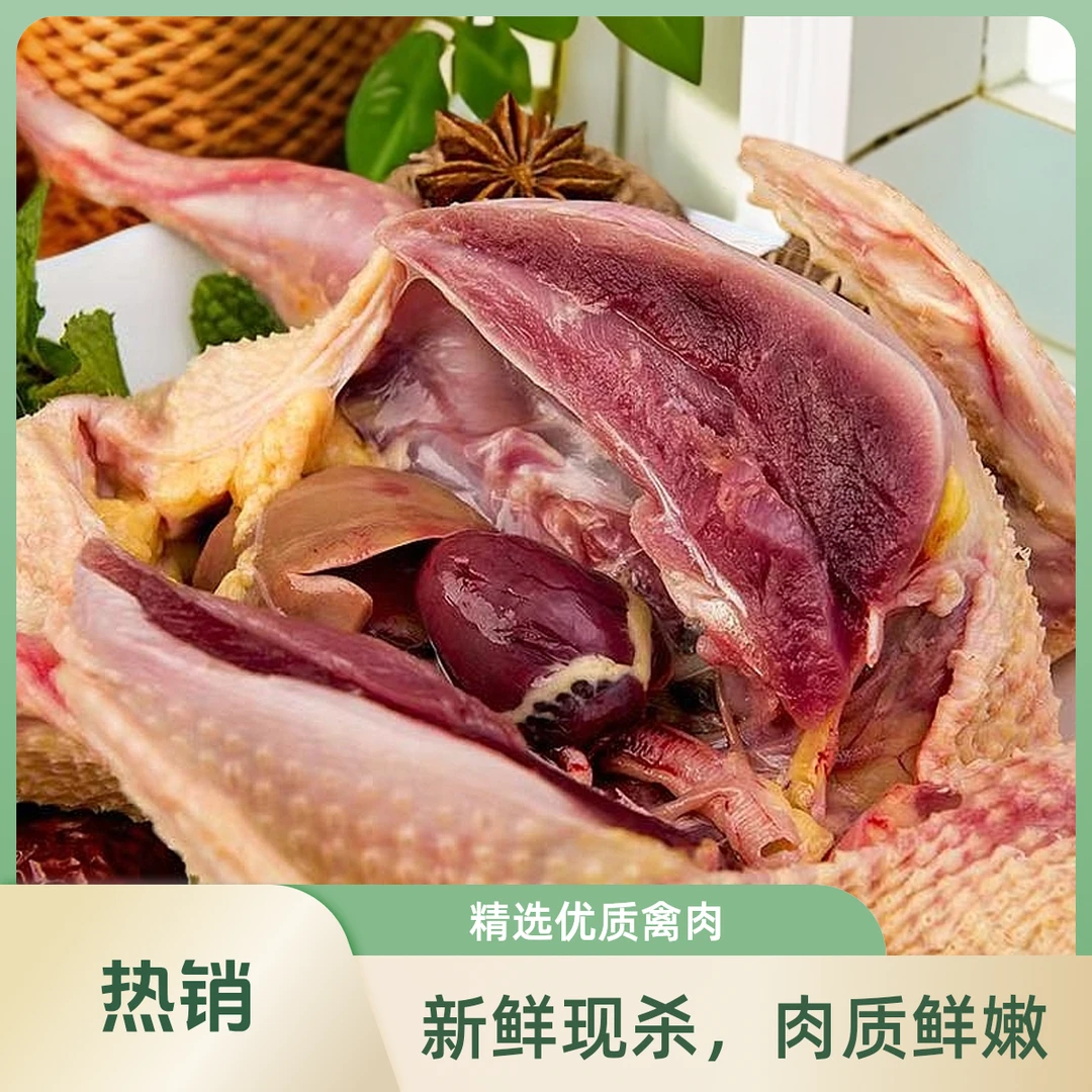 滋补佳品生鲜老鸽子新鲜现杀鸽子肉顺丰包邮