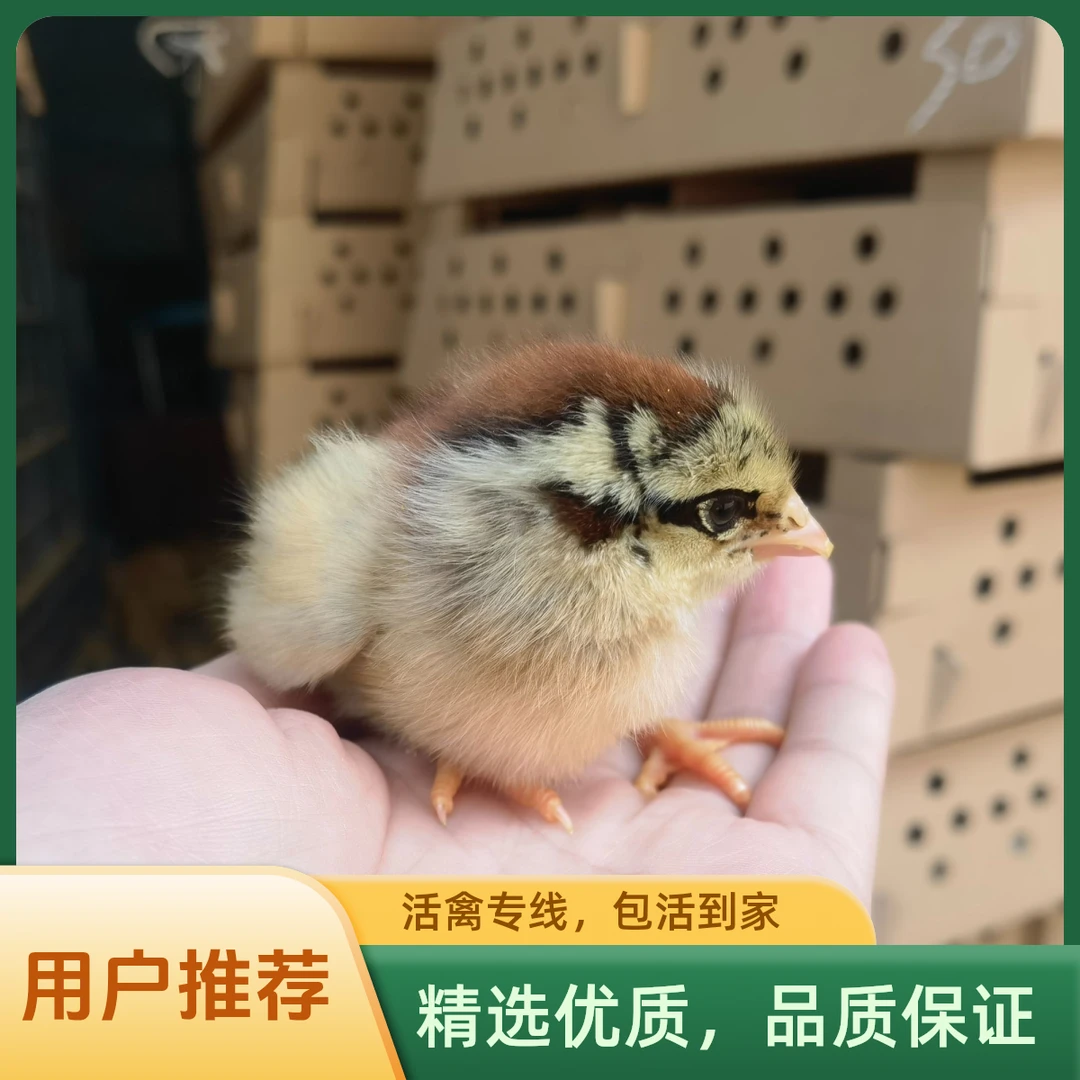 【宠物活体】清远麻土鸡仔 现货现发 包邮