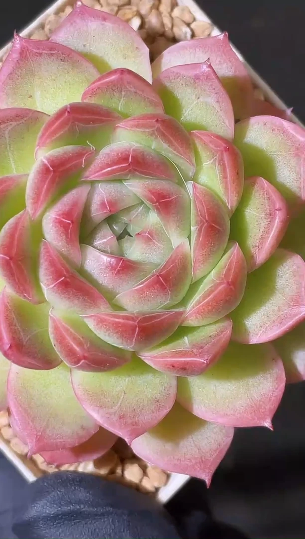 闪购1704   粉红橘麦秆多肉一颗4-5厘米