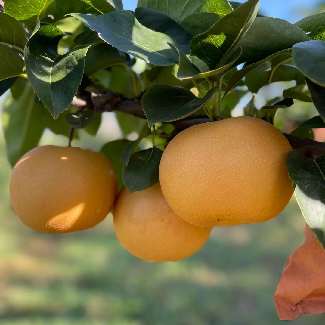 【先亏一千单】正宗秋月梨圆黄梨当季新鲜水果顺丰包邮孕妇小孩儿童水果净果 4.5 斤山东省