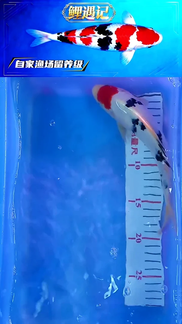 锦鲤12月29日锦鲤10