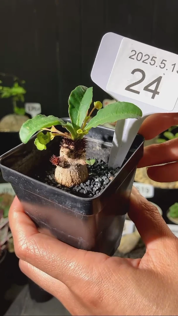 24号5.13 福利要抱抱象鼻大戟