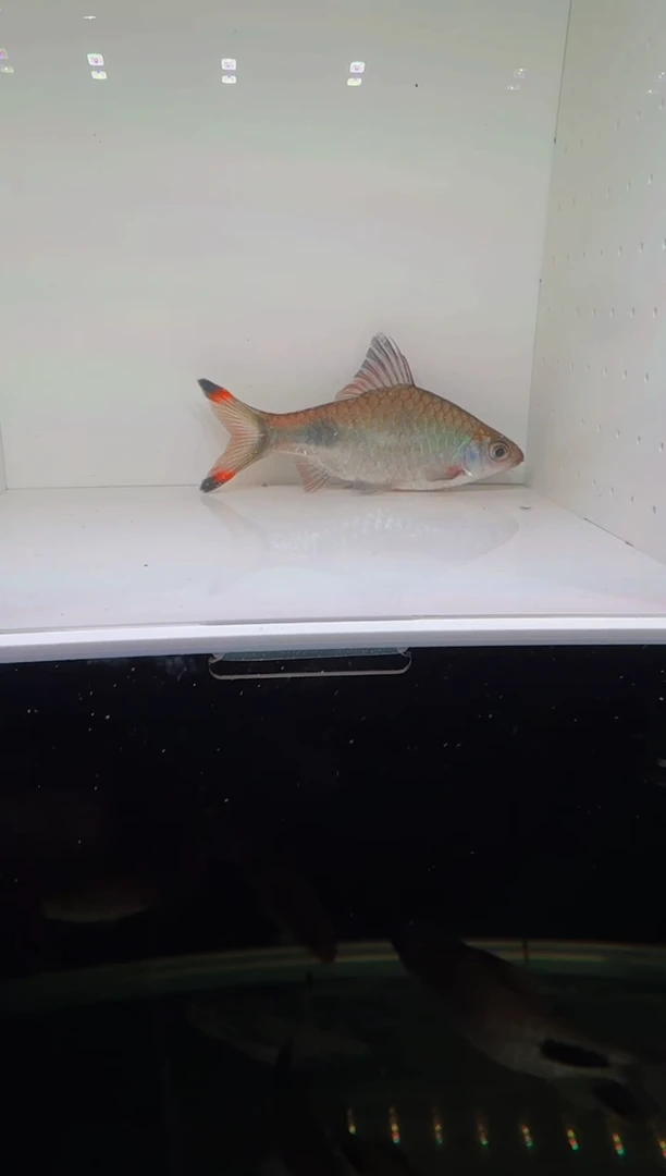 工具鱼梦幻黑影道人