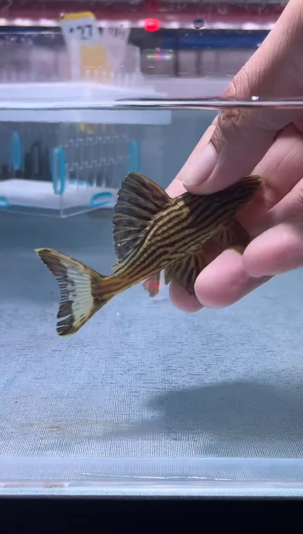 清道夫9不包入缸损127