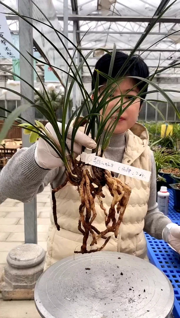 【闪购商品】西神2组，奔跑中的蜗牛