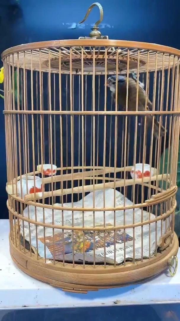 47号  灰脸养笼0元起拍