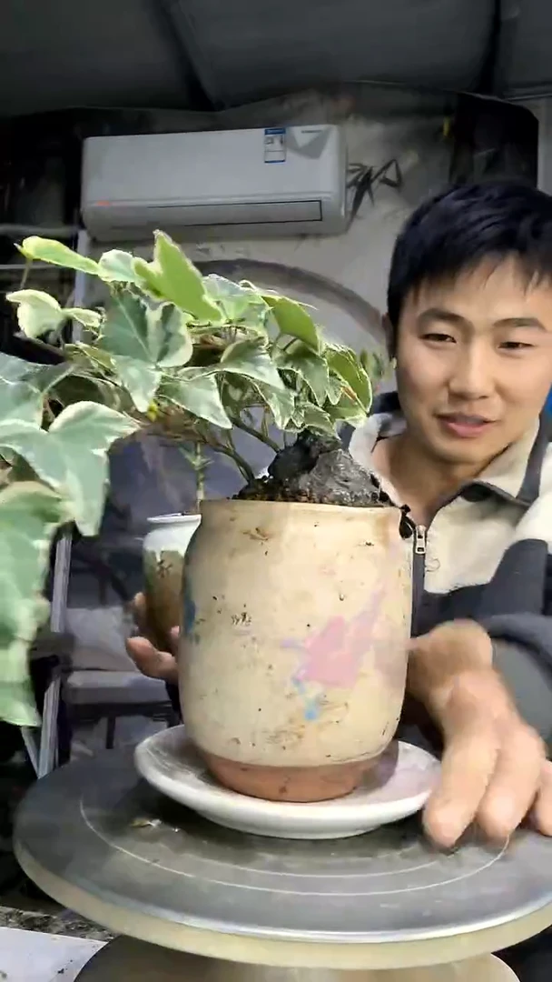 艾*中青园艺一物一拍花456