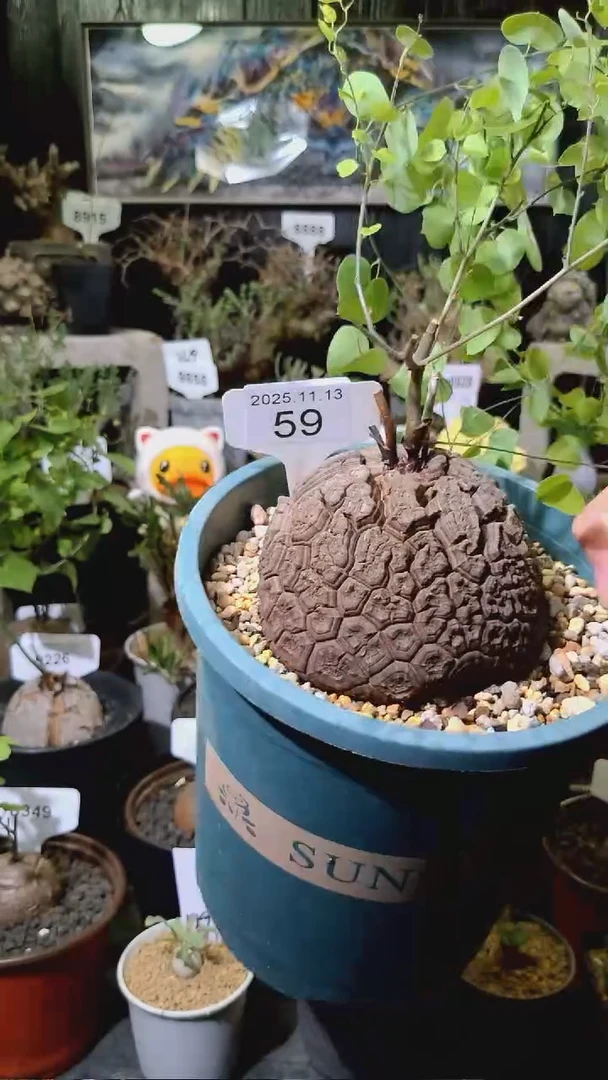 59号1113福利南非龟甲龙买一送一