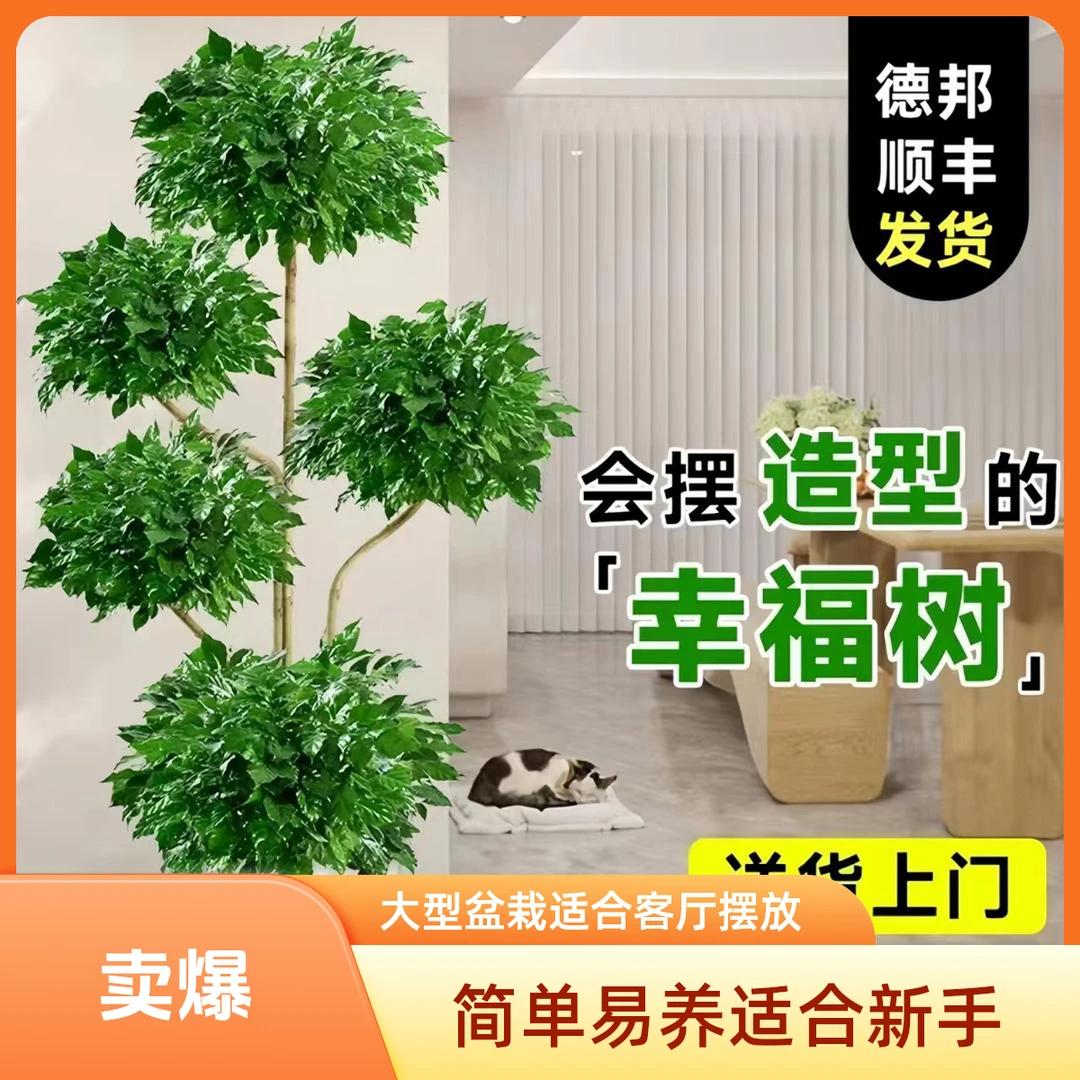 【飘枝五层幸福树】绿植大型盆栽老桩室内客厅四季常绿植物