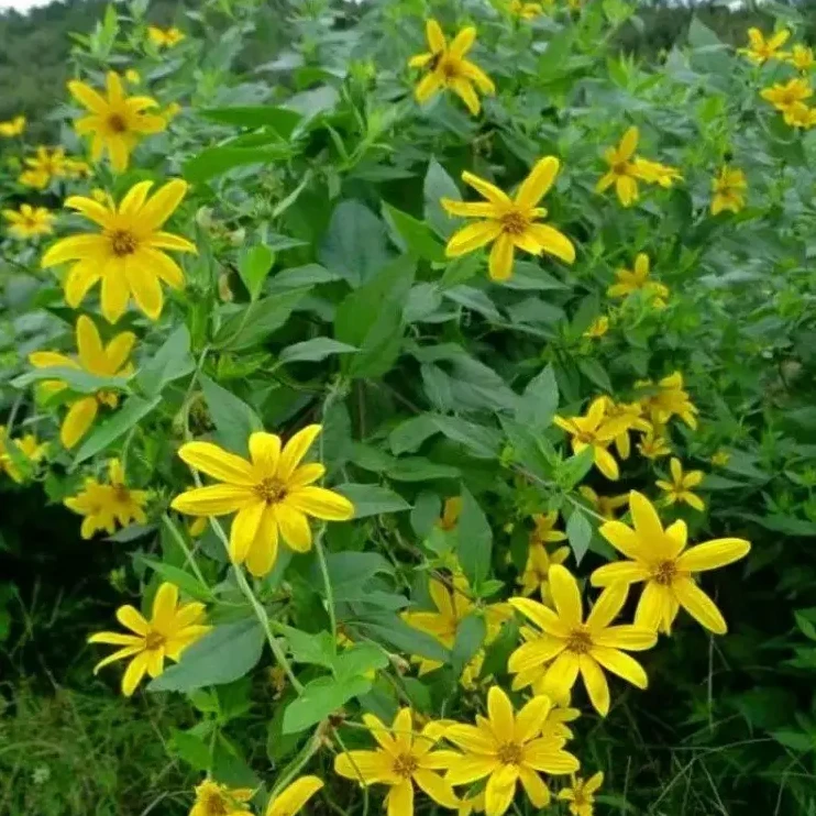 千里光【10月-3月】养蜂人的蜜源植物中蜂蜜源培育蜜蜂养殖