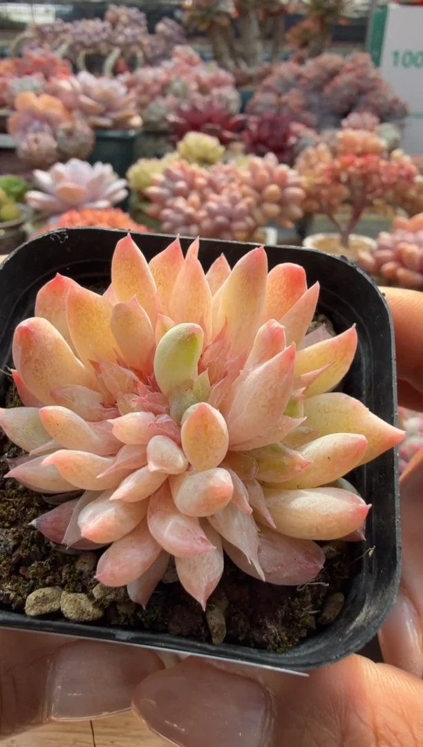 东云多肉园二店-234