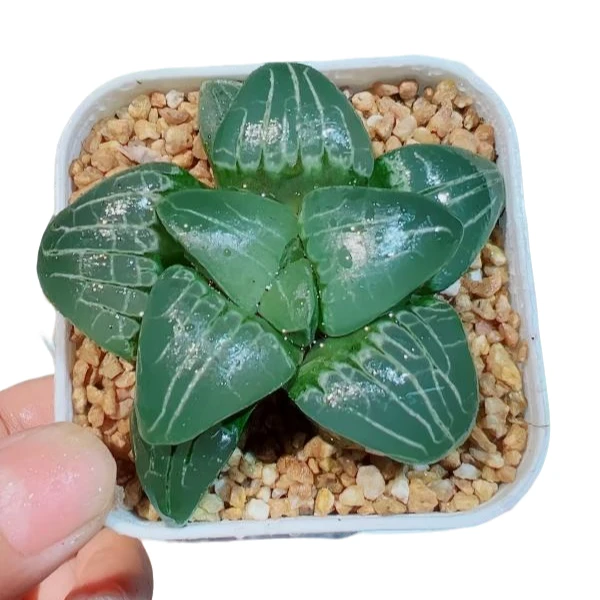 粉色甜心6-7cm十二卷多肉小型桌面盆栽