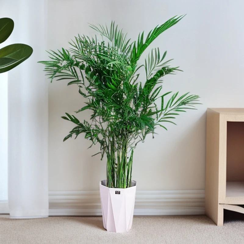 1.6-1.7富贵椰子室内绿色植物盆栽客厅大型绿植袖珍椰子办公室