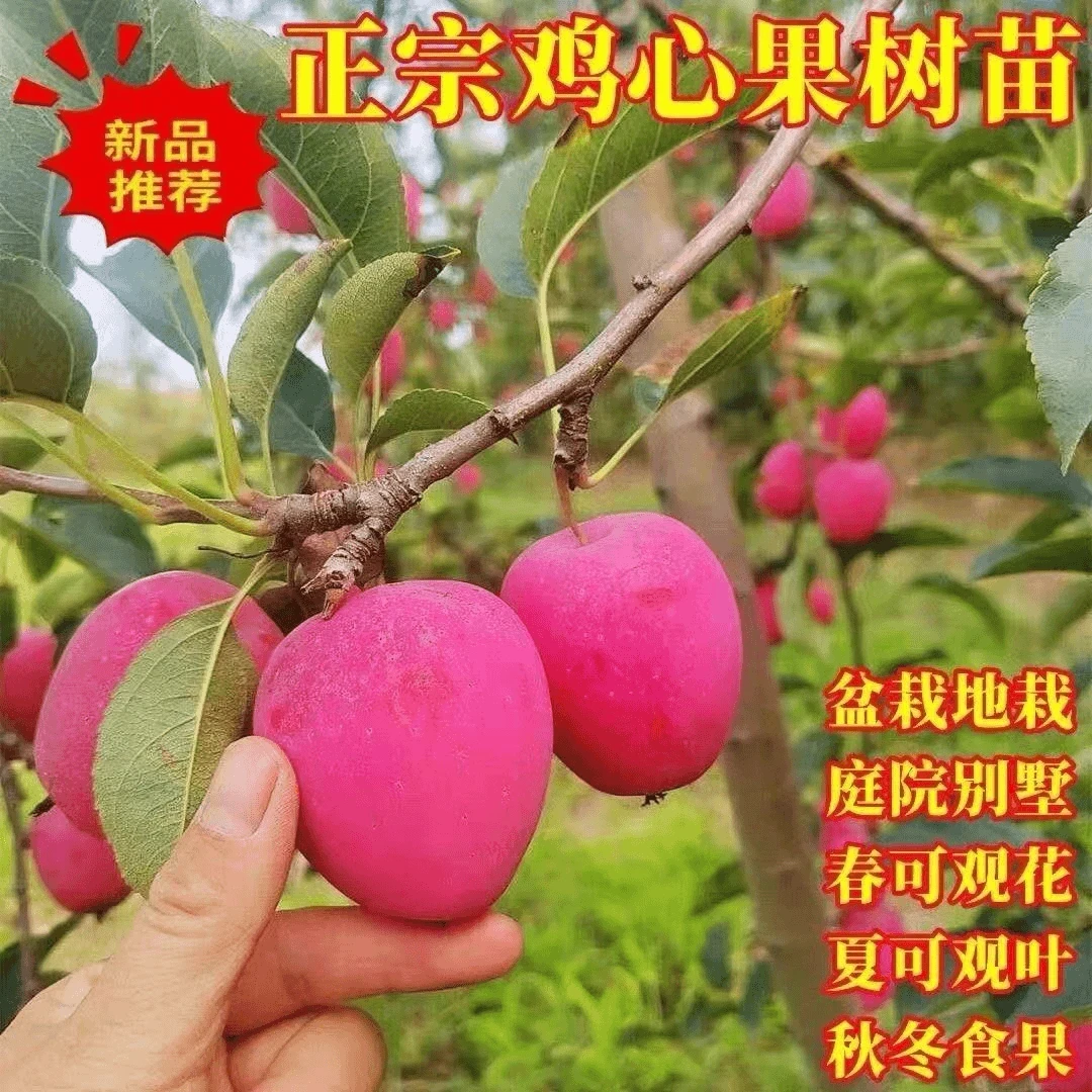 鸡心果树苗嫁接苹果苗树盆栽地栽南北方种庭院耐寒矮化苹果树果苗