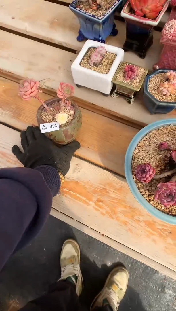 【闪购商品】491尼克锦一物一拍