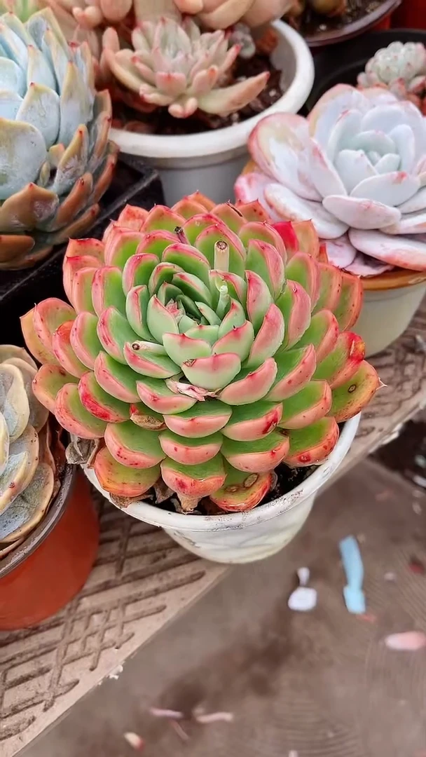 【闪购商品】16156