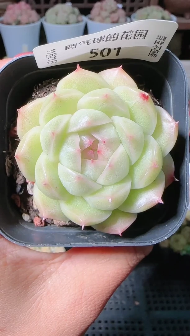 1121-501群生不包整
