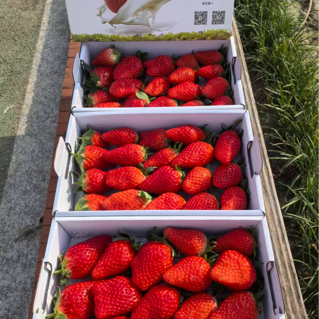 新鲜草莓章姬草莓奶香浓郁
