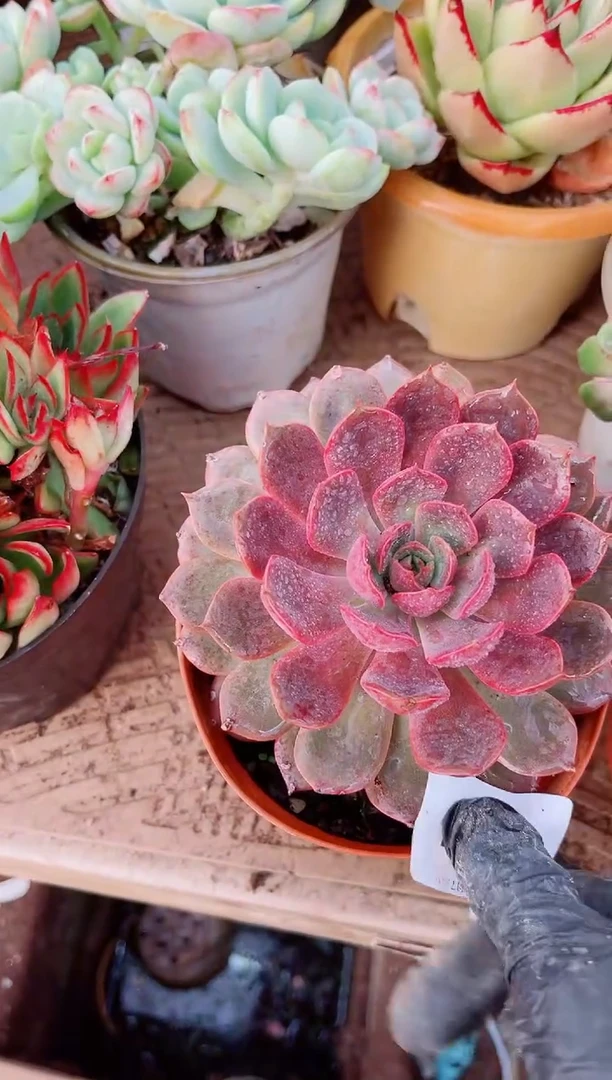 零*C多肉植物一物一拍29101