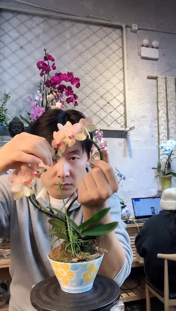 大部分花苞少量开放3456蝴蝶兰一物一拍