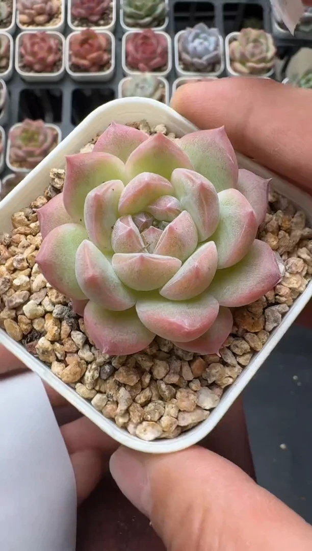 581M带盆土发 当场拍3颗以上包柚 多肉植物 一物一拍
